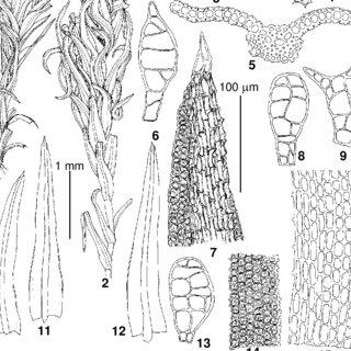 Barbula-indica-Hook-Spreng-ex-Steud-var-kurilensis-Ignatova-Ignatov-from-Kuril_Q320.jpg