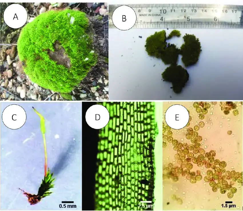 Barbula-javanica-A-Soil-substrate-B-Colonies-C-Individual-mosses-D-Leaf-anatomy.png