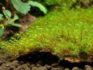 Barbula-moss-300x225.jpg