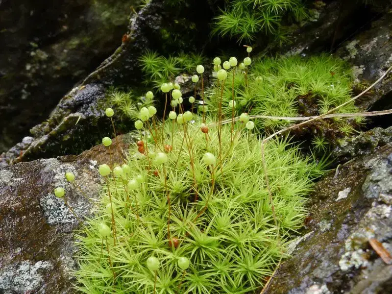 Bartramia-pomiformis-0318-800x600.jpg