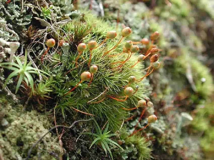 Bartramia_ithyphylla_5.JPG