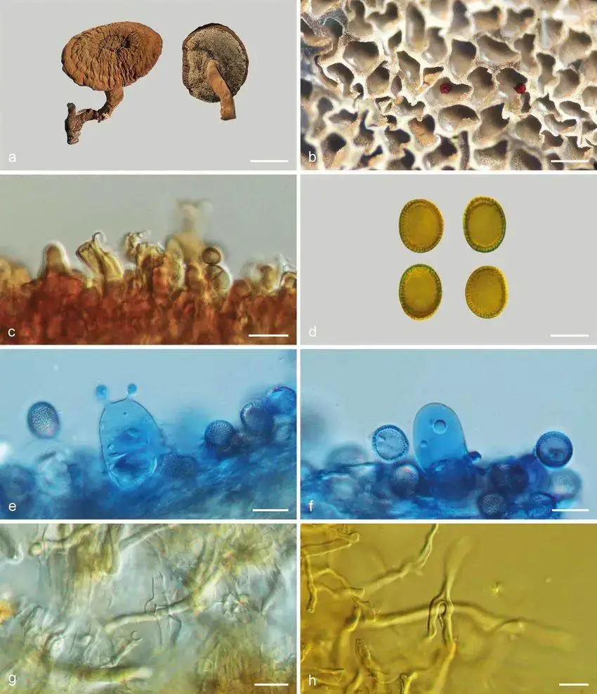 Basidiomata-and-microscopic-structures-of-Sanguinoderma-sinuosum-MEL-2366586-a.jpg