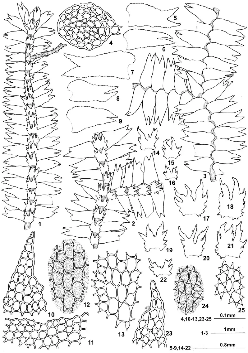 Bazzania-bhutanica-NKitag-Grolle-1-a-portion-of-plant-in-ventral-view-2-the-same.png