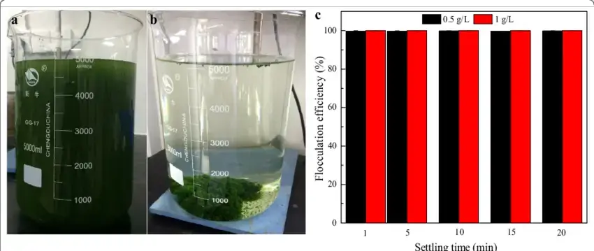 Bioflocculation-of-5-L-cultures-of-D-brasiliensis-with-the-broth-of-B-licheniformis.png