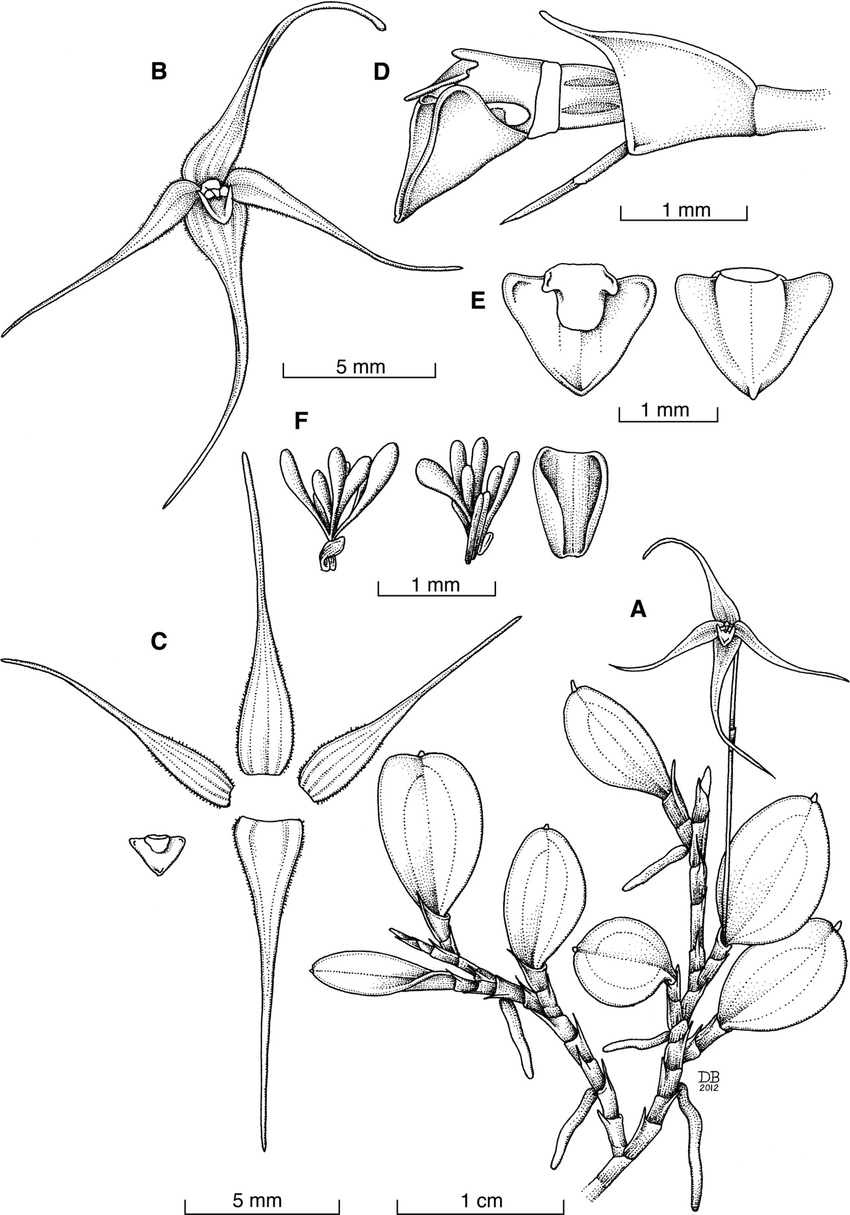 Brachionidium-cornu-nigricum-Based-on-D-Bogarin-et-al-4464-JBL-A-Habit-B-Flower.png