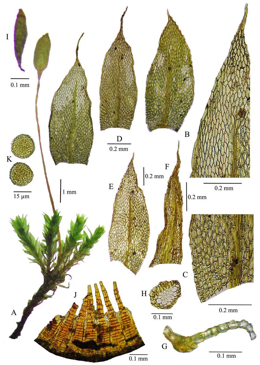 Brachymenium-elimbatum-A-Habit-wet-B-Vegetative-leaf-apex-C-Vegetative-leaf-base.jpg