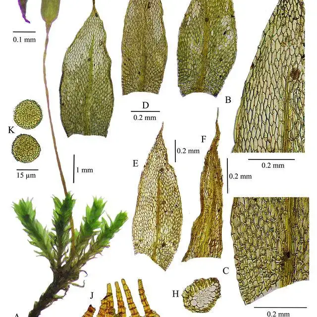 Brachymenium-elimbatum-A-Habit-wet-B-Vegetative-leaf-apex-C-Vegetative-leaf-base_Q640.jpg