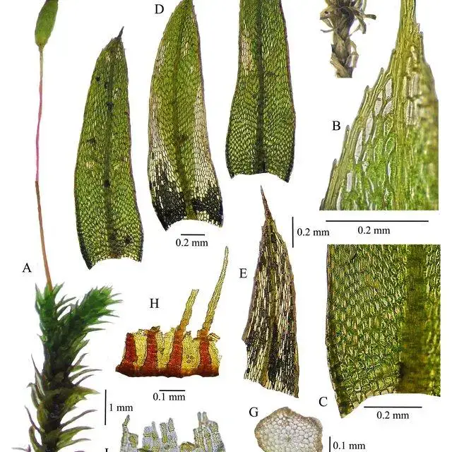 Brachymenium-sublineare-A-Habit-wet-B-Vegetative-leaf-apex-C-Vegetative-leaf-base_Q640.jpg