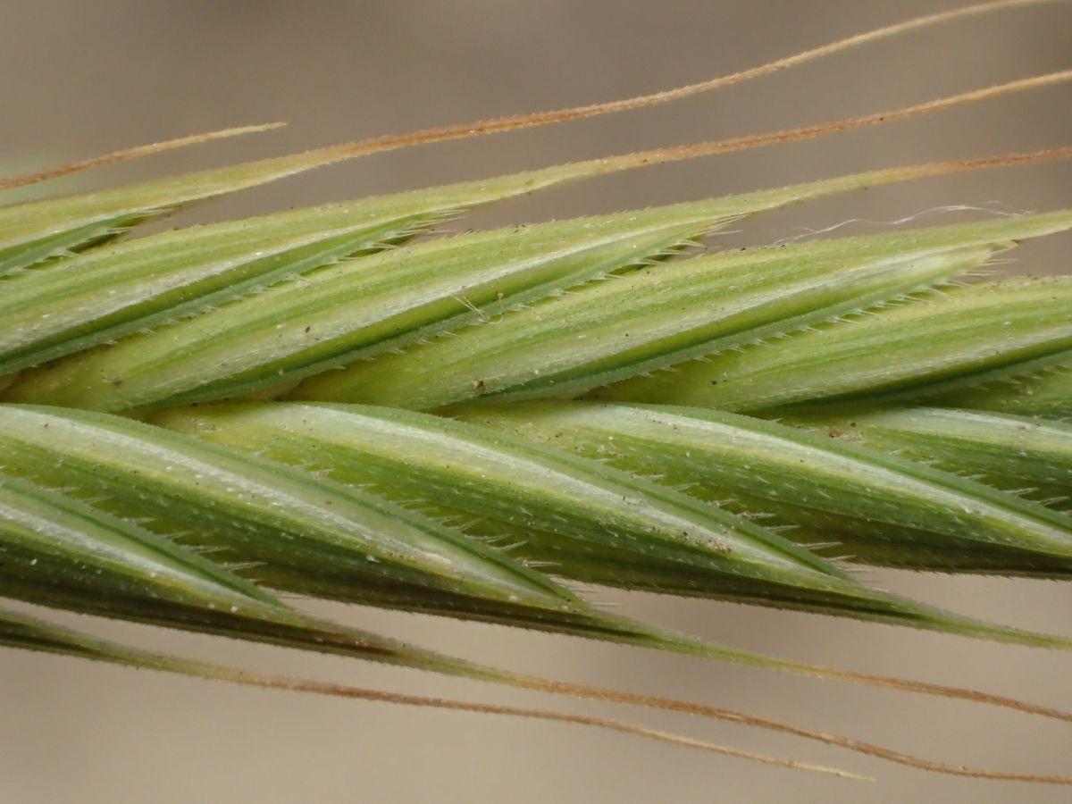 Brachypodium-distachyon_spikelet_Ron-Vanderhoff_cropped.jpg