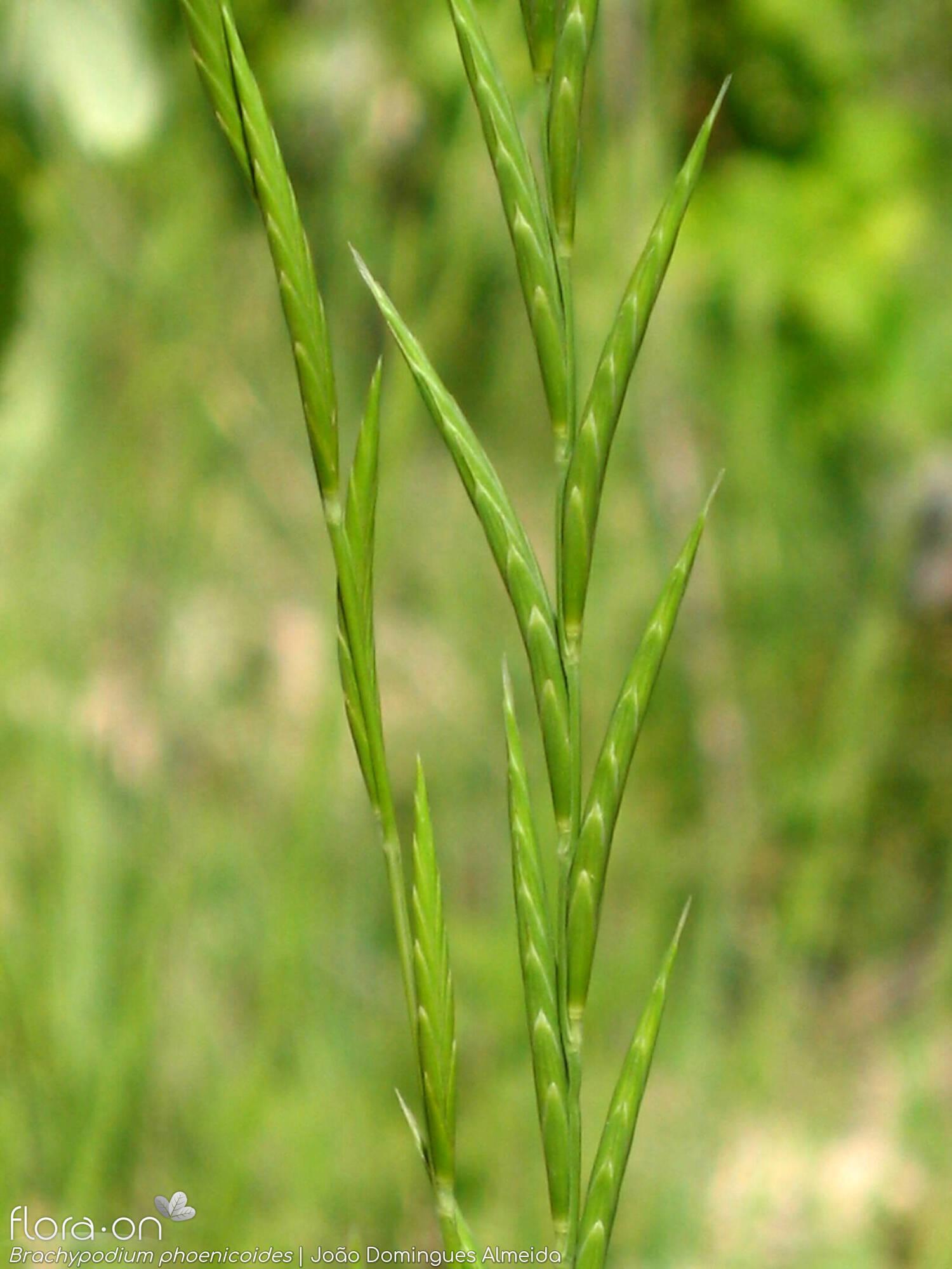 Brachypodium-phoenicoides_zFbY.jpg