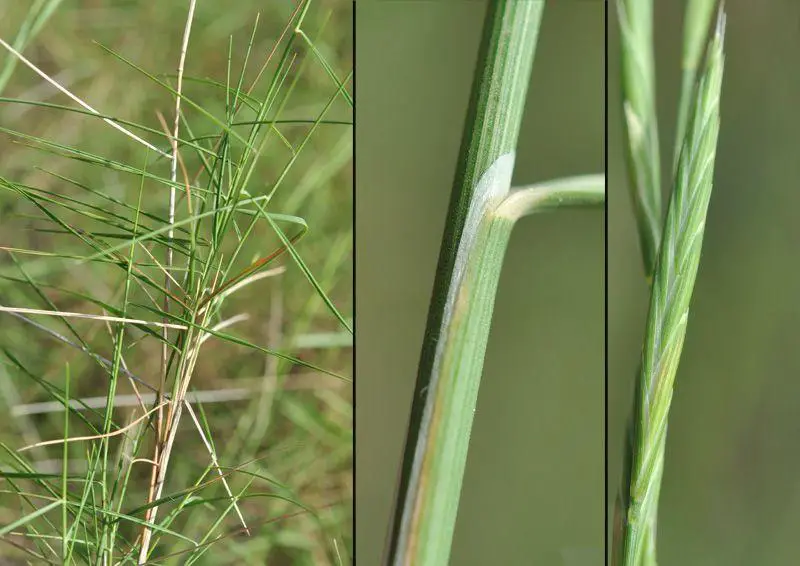 Brachypodium-retusum-(Pers.)-P.Beauv.-84989.jpg