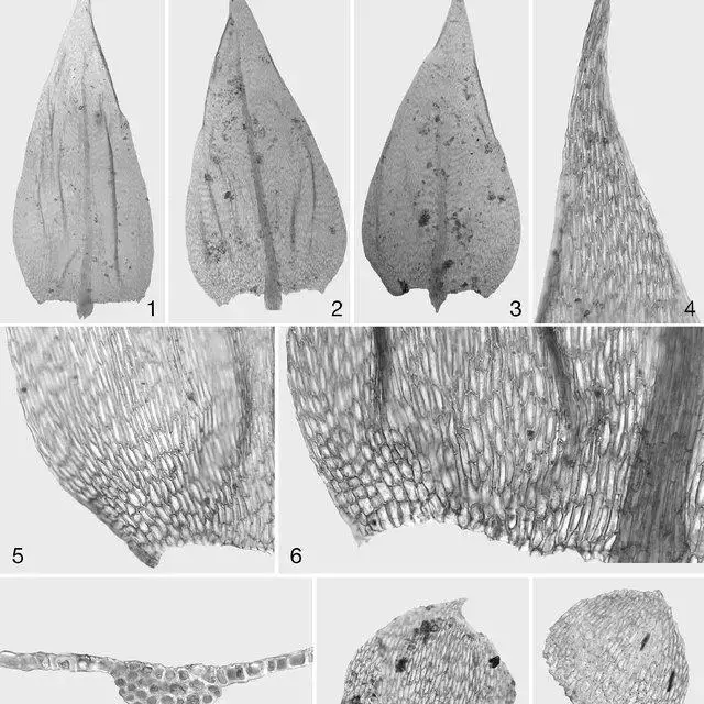 Brachythecium-mildeanum-1-9-VIT-32653-1-2-3-stem-leaves-4-stem-leaf-apex-5_Q640.jpg