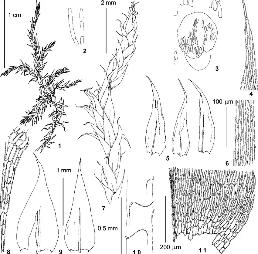 Brachythecium-mildeanum-Schimp-Schimp-ex-Milde-from-Ignatov-0-445-1-habit.png