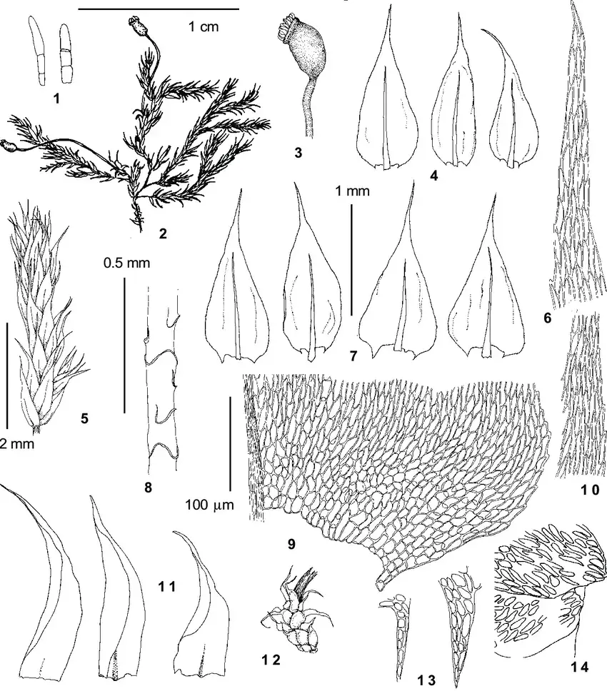 Brachythecium-plumosum-Hedw-B-S-G-from-Ignatov-15-93-1-axillary-hairs-2-habit.png