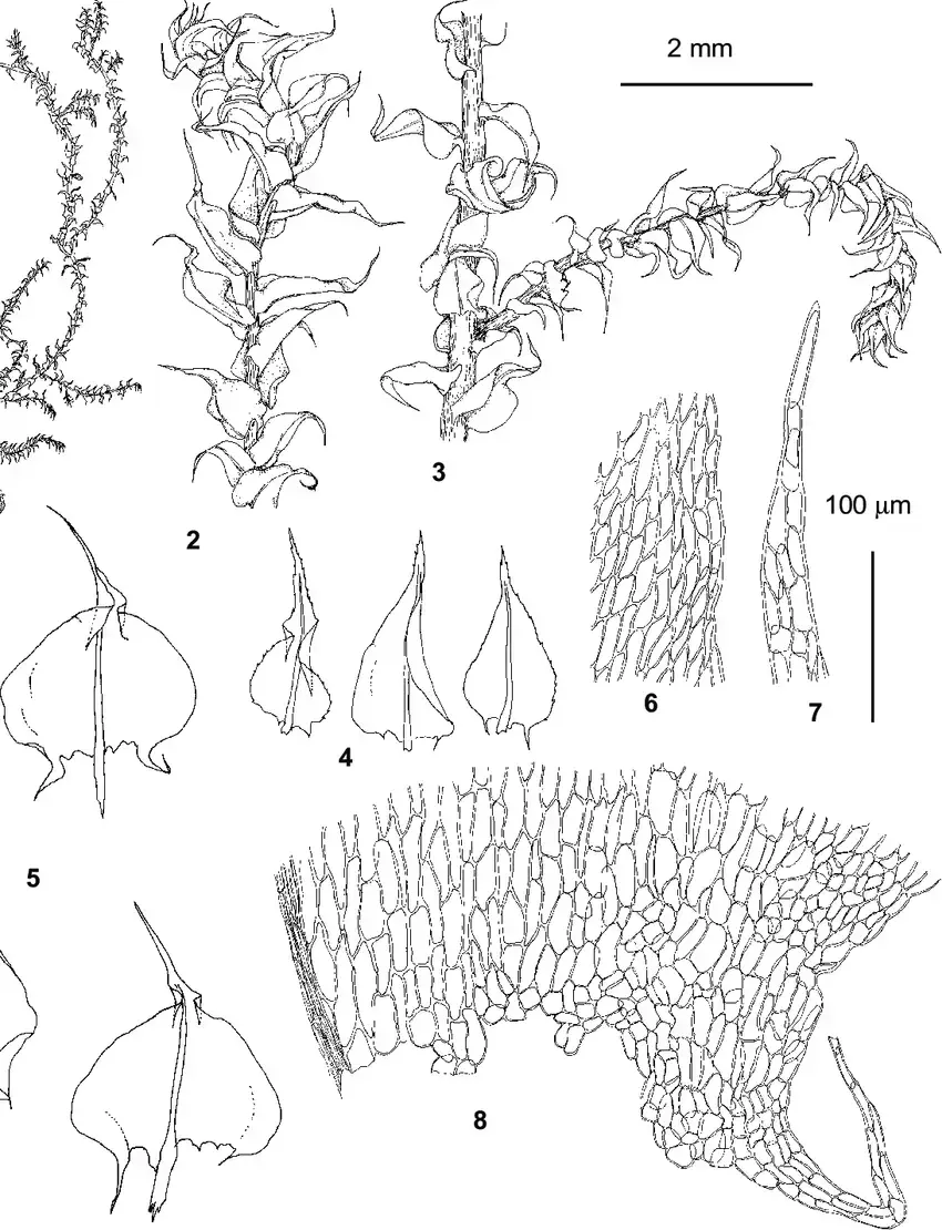 Brachythecium-reflexum-Brid-B-S-G-from-Kaitanak-Reczan-A-Krylov-1-habit.png