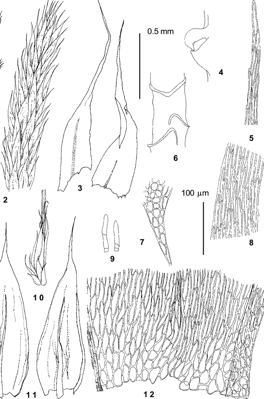 Brachythecium-turgidum-Hartm-Kindb-from-Ignatov-31-291-1-habit-2-upper-part-of.png