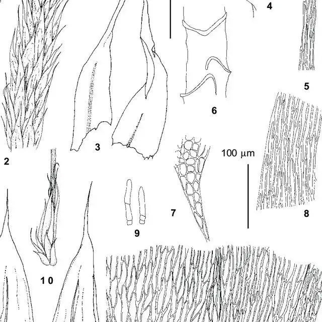 Brachythecium-turgidum-Hartm-Kindb-from-Ignatov-31-291-1-habit-2-upper-part-of_Q640.jpg