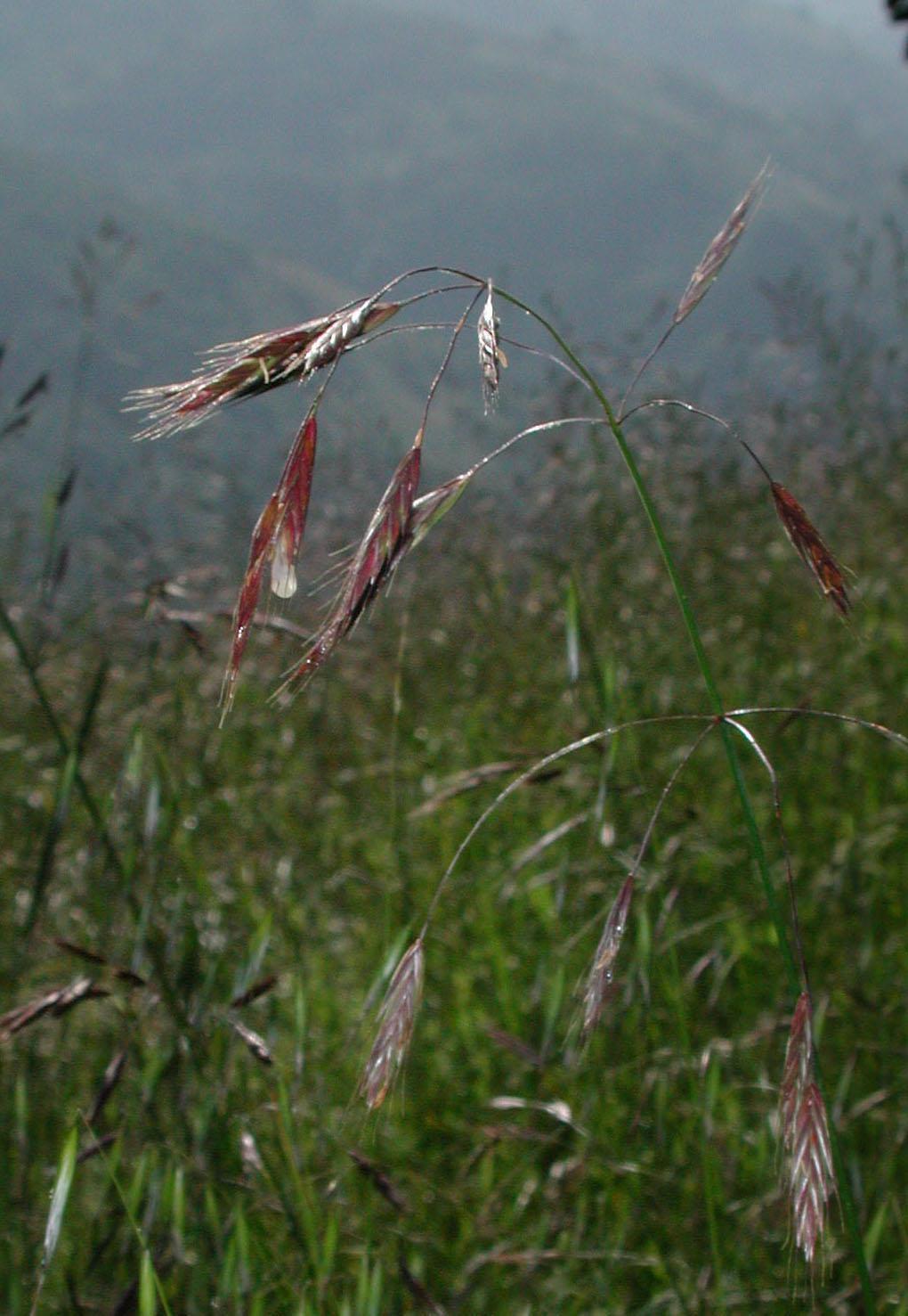 Bromus-carinatus-var-carinatus-1.jpg