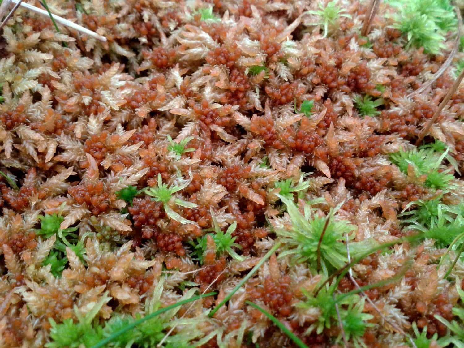 Brown-Sphagnum.jpg