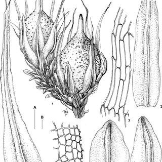 Bryobartramia-schelpei-1-habit-2-two-lower-stem-leaves-3-upper-stem-leaf-4_Q320.jpg