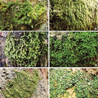 Bryophyte-species-and-their-habit-from-Lata-Belatan-A-Oedicladium-pseudorufescens_Q320.jpg