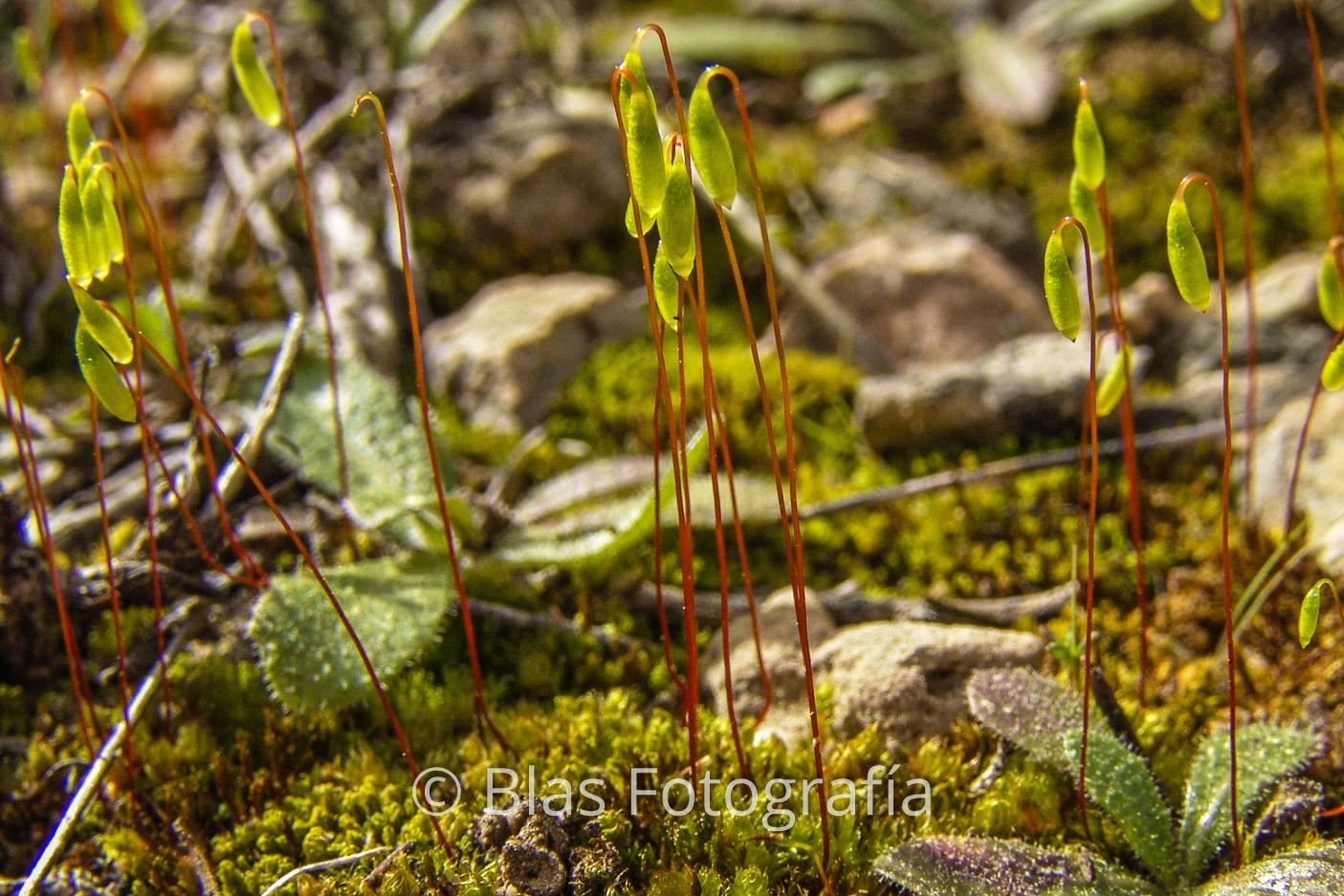 Bryum-0001.jpg