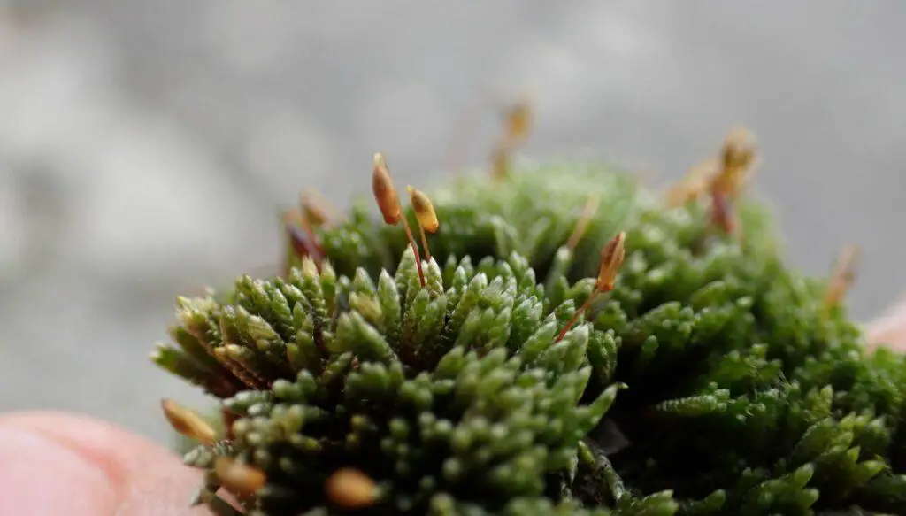 Bryum-Argenteum-Silver-Moss-Sidewalk-Moss-Crack-Moss-Asphalt-Moss-7-1024x583.jpg