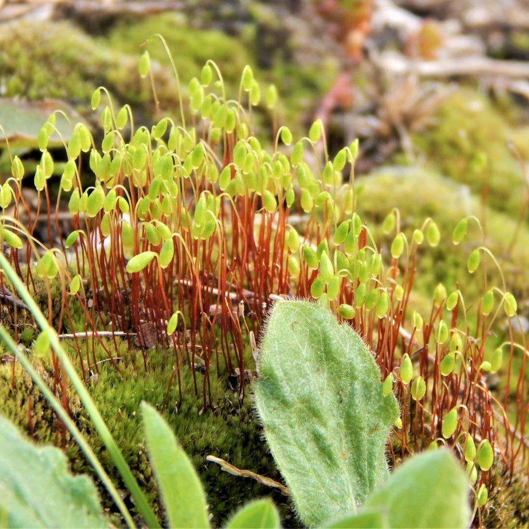 Bryum-Caespiticium-Bryum-Moss-2.jpg