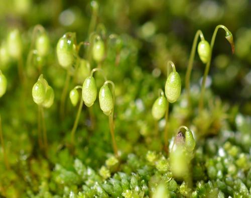 Bryum-argenteum.jpg