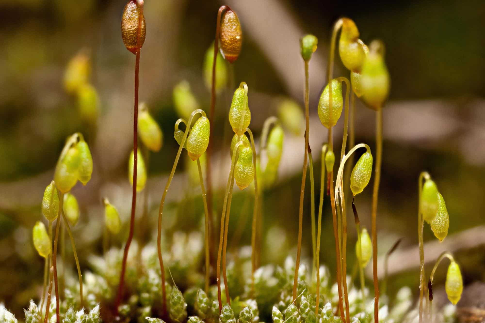 Bryum-argenteum-3.jpg