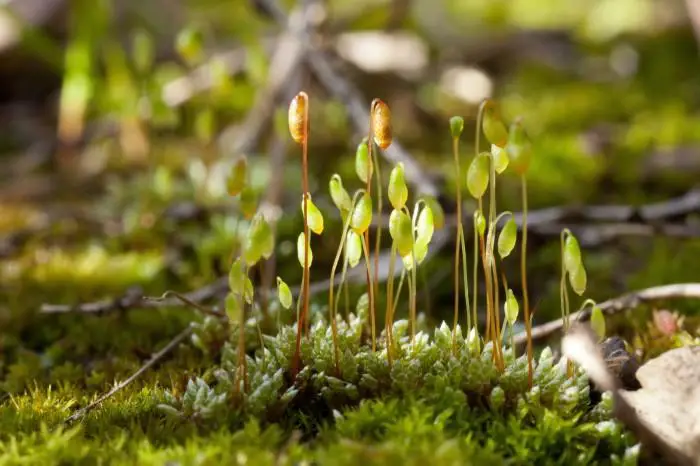 Bryum-argenteum-4-700x466.jpg