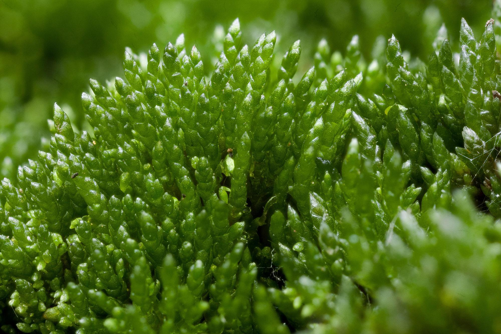 Bryum-argenteum.jpg