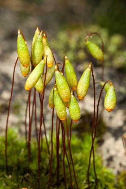 Bryum-caespiticium-433x650.jpg