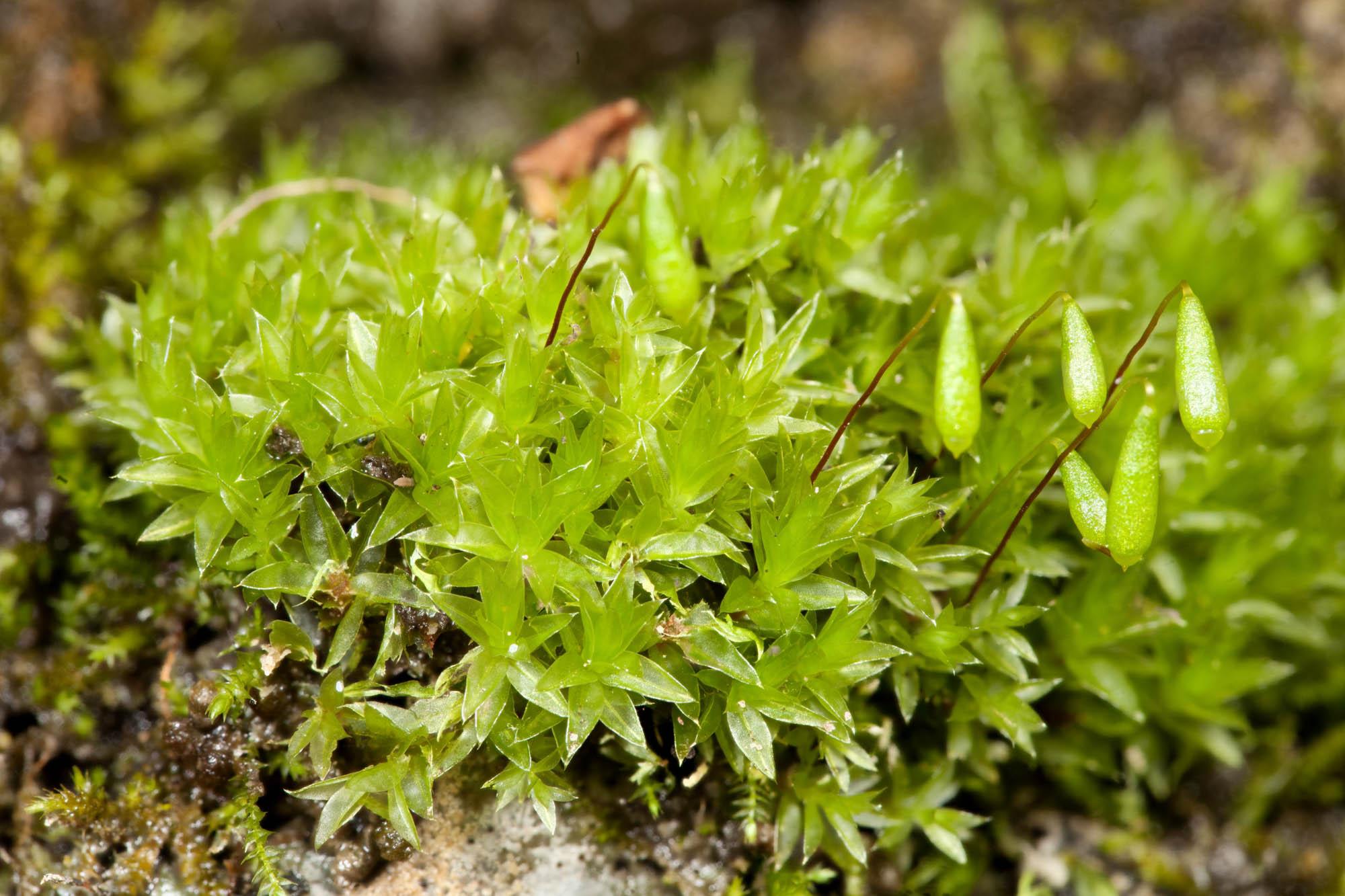 Bryum-caespiticium-7.jpg