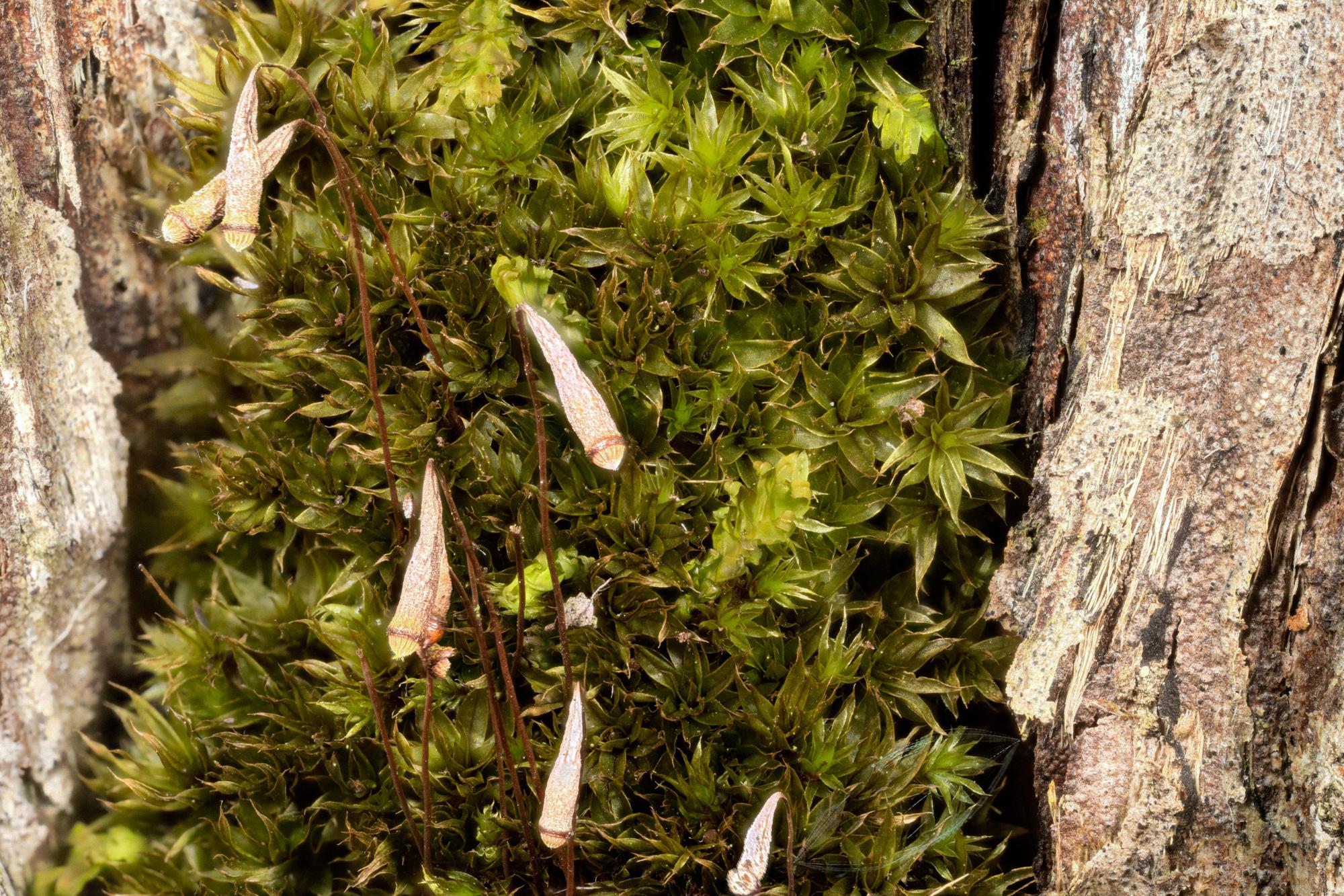 Bryum-caespiticium.jpg