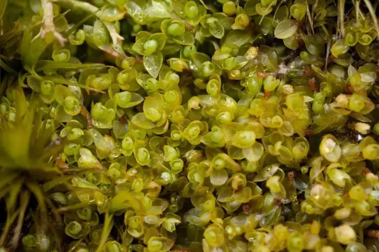 Bryum-capillare-41-750x499.jpg