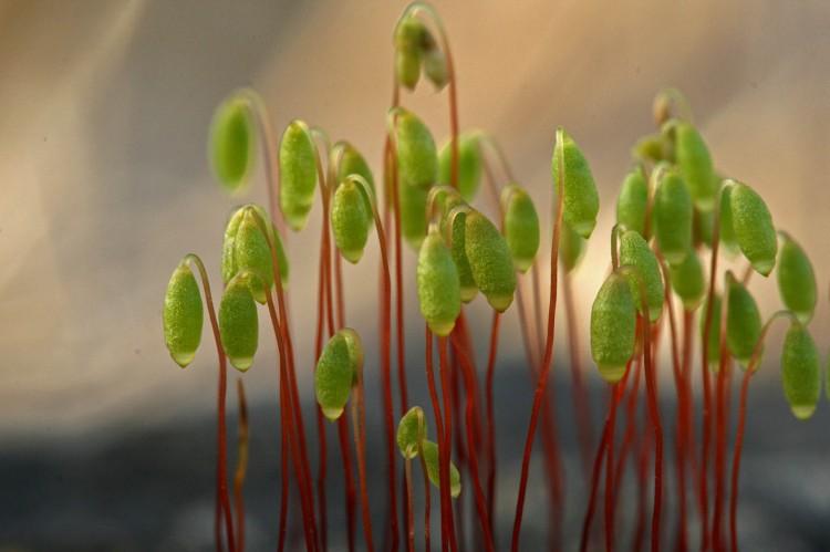 Bryum-lisae-6-750x499.jpg