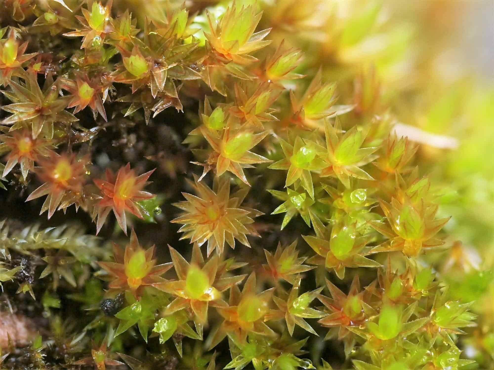 Bryum-mildeanum-3-1.jpg