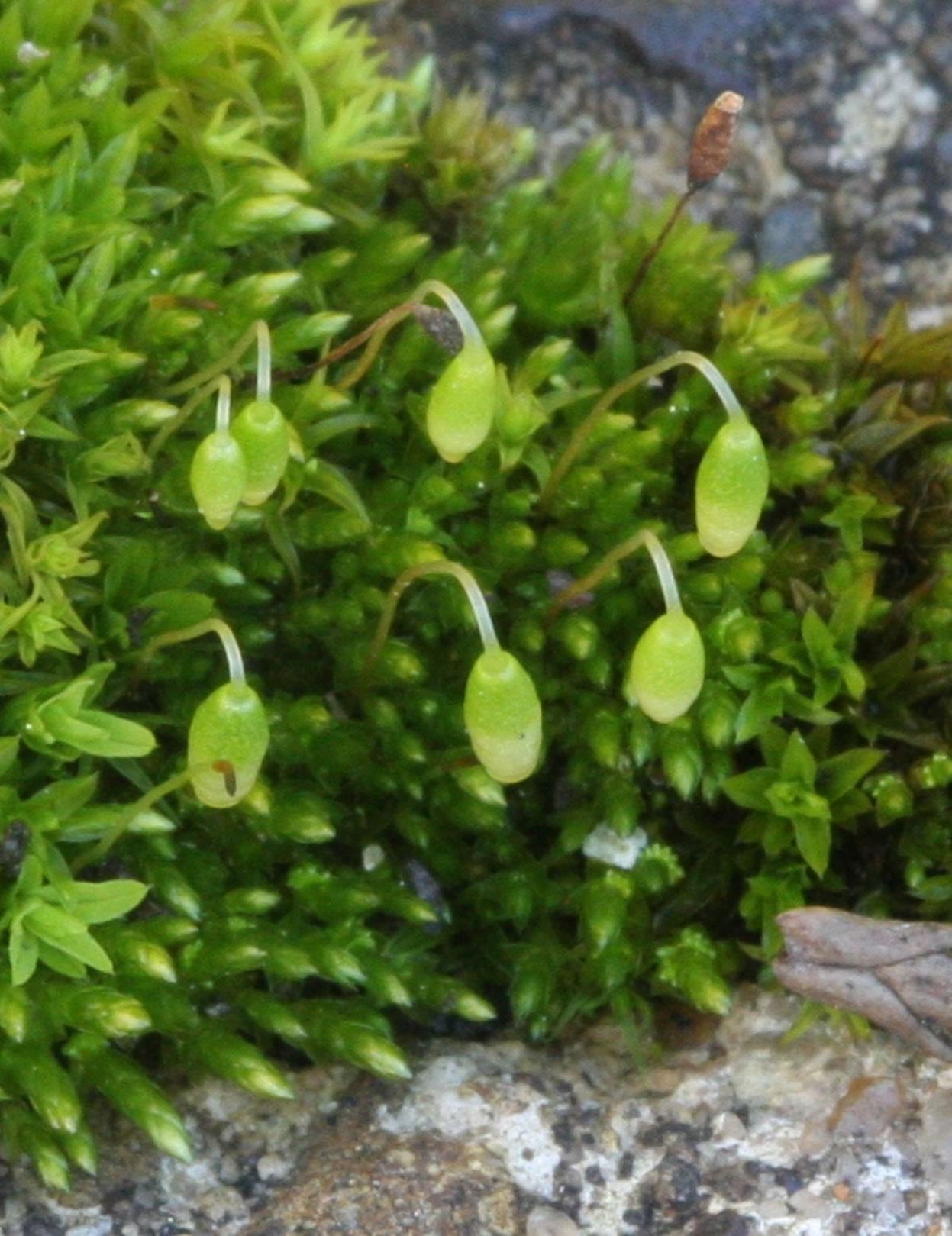 Bryum_argenteum_lg.jpg