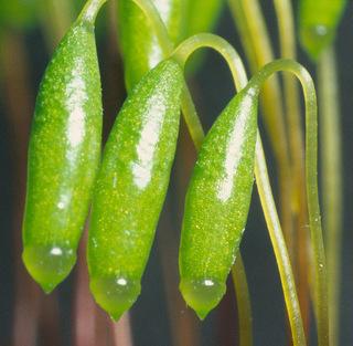 Bryum_capillare,I_MWS46505.jpg