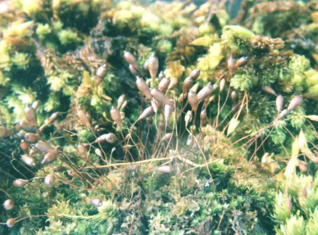 Bryum_cellulare.jpg