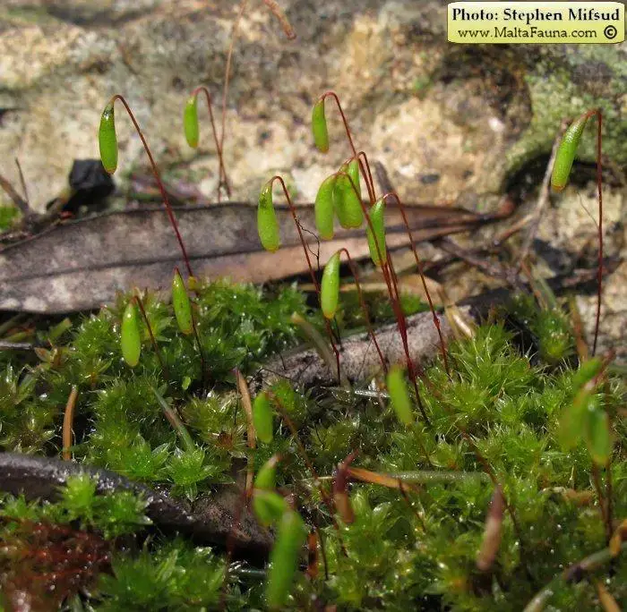 Bryum_donianum8.jpg