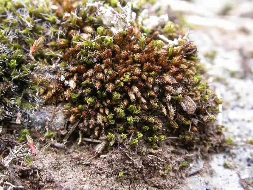 Bryum_kunzei_019C.JPG