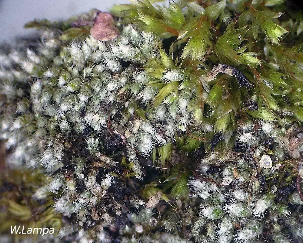 Bryum_lanatum_M17085a_1590421585.jpg