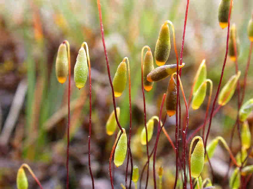 Bryum_pseudotriquetrum_097.JPG