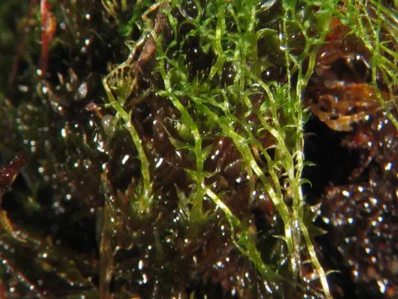 Bryum_turbinatum_.jpeg