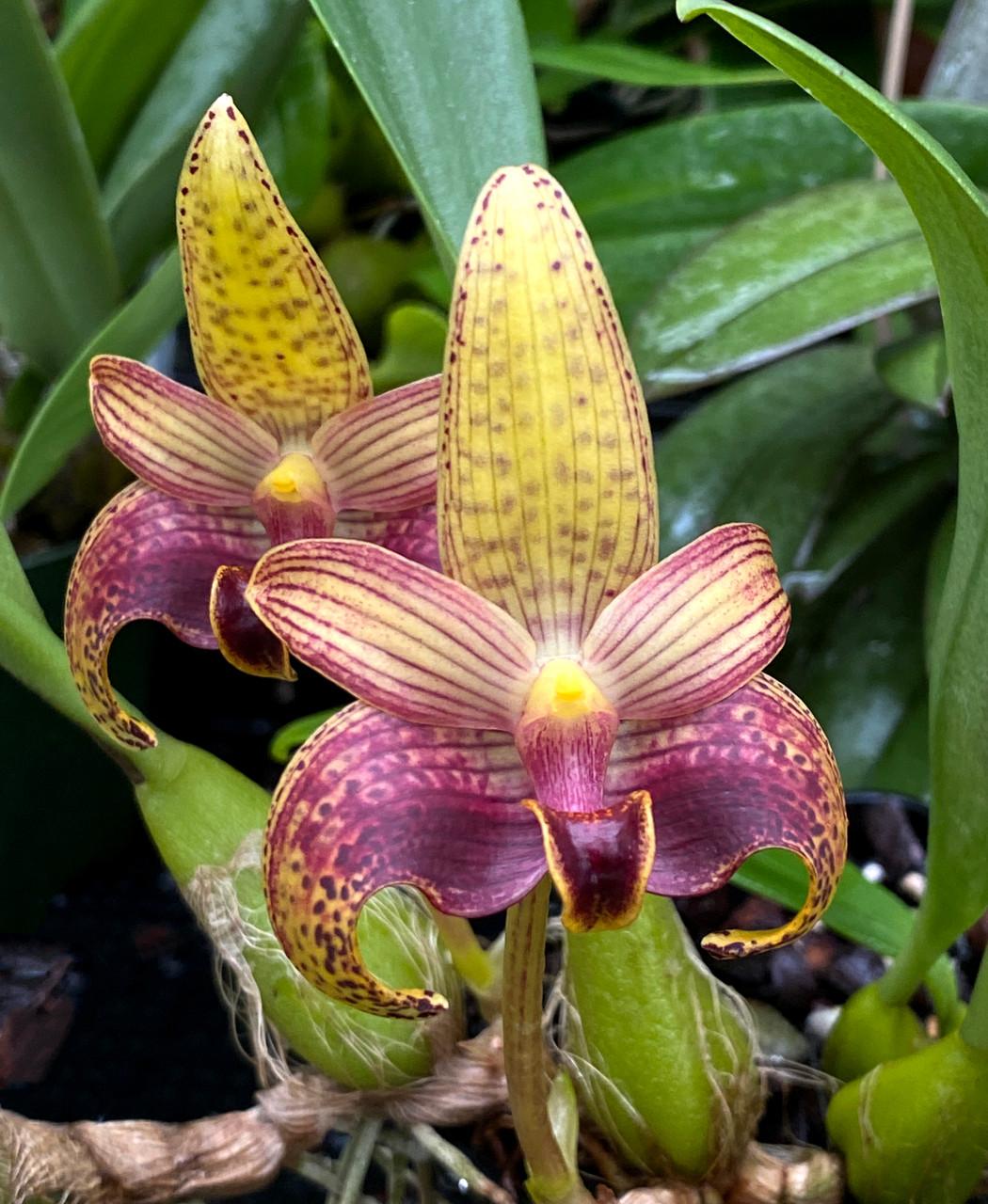 Bulbophyllum_sumatrana__94125.1681787247.jpg