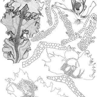 C-crispula-1-3-8-11-12-1-female-plant-3-7-female-scales-8-transverse-section-of_Q320.jpg