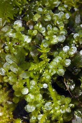 C0116209-Mnium_moss.jpg