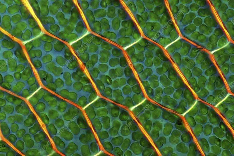 C0153387-Moss_cells,_light_micrograph.jpg